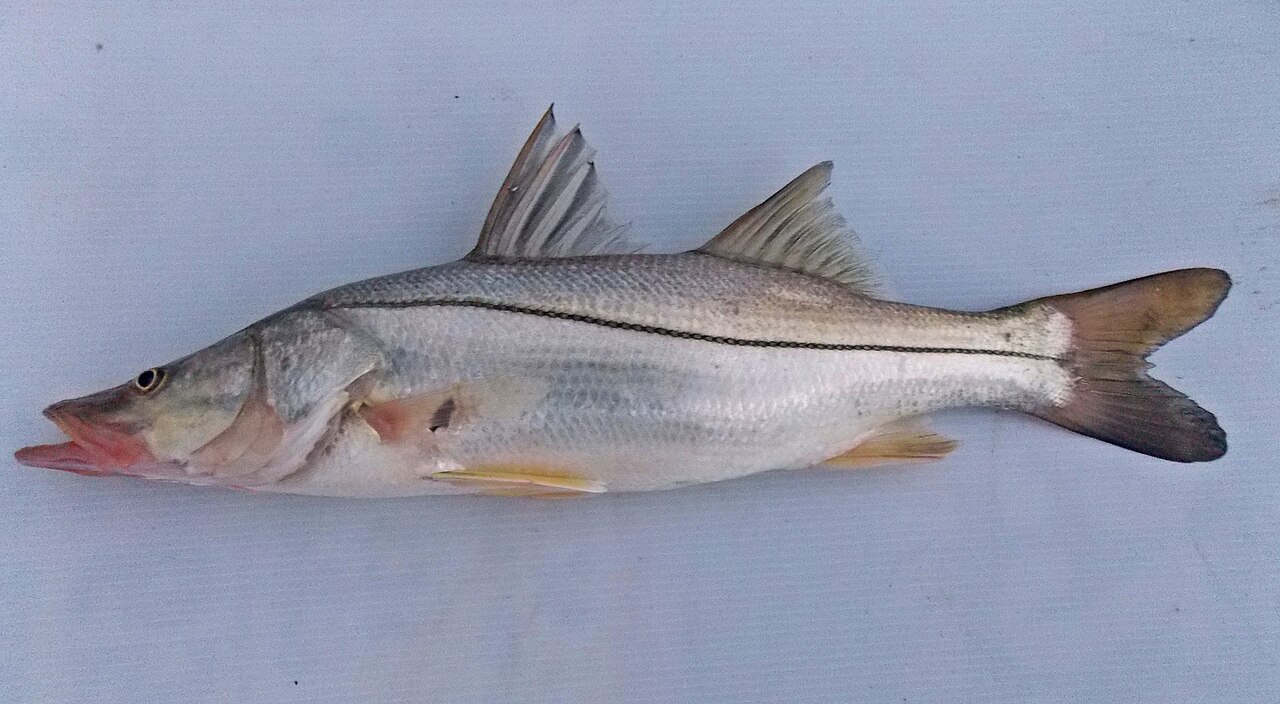 Common snook