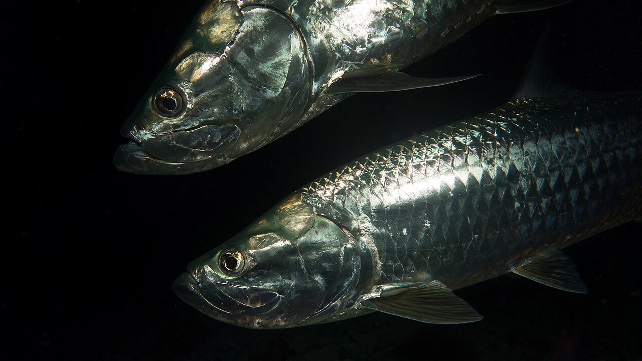 Two Atlantic tarpon underwater